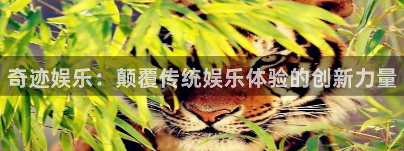 BB贝博艾弗森招商：奇迹娱乐：颠覆传统娱乐体验的创新力量